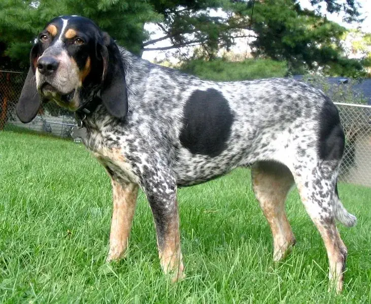 Bluetick Coonhound photo