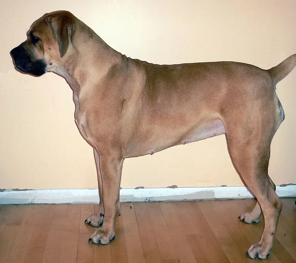 Boerboel photo
