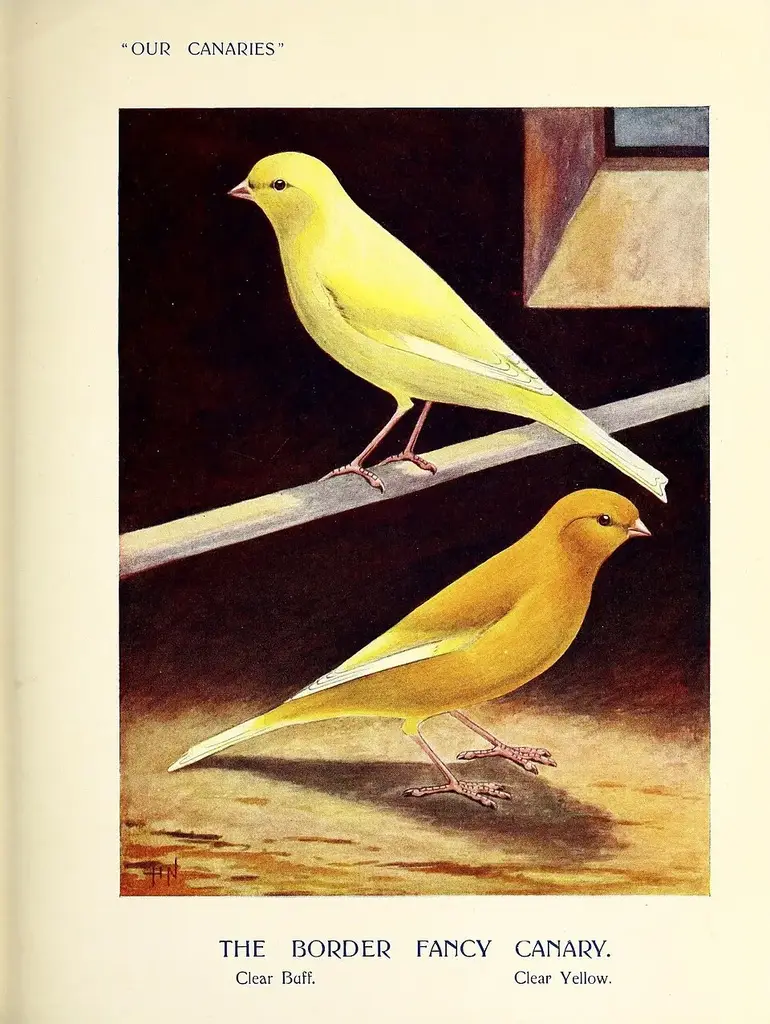 Border Canary photo