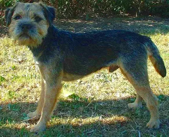 Border Terrier photo
