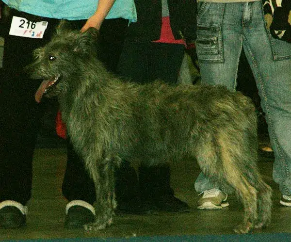 Bouvier des Ardennes photo