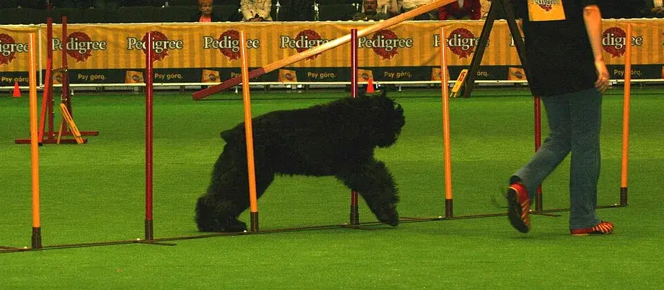 Bouvier des Flandres photo