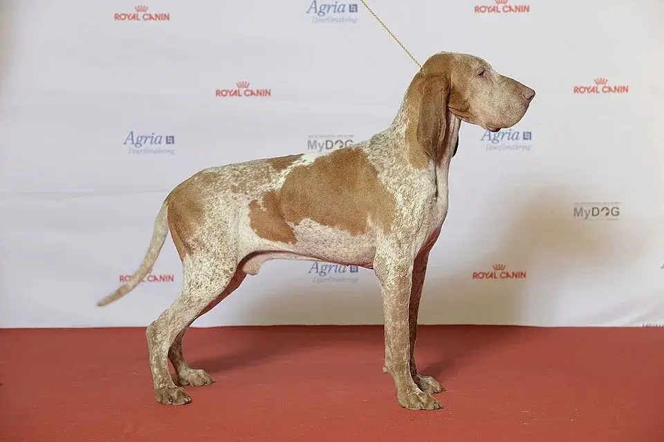 Bracco Italiano photo