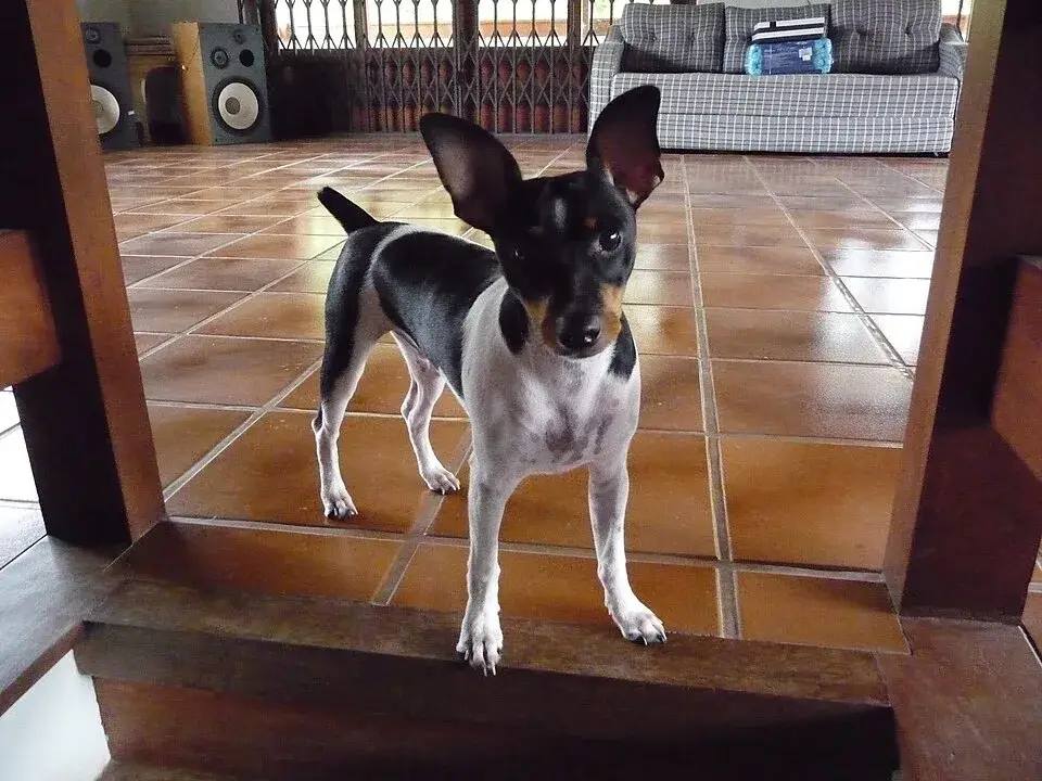 Brazilian Terrier photo
