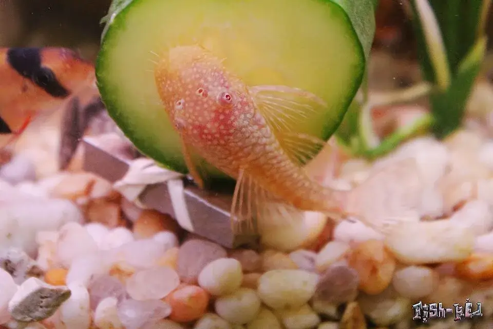 Bristlenose Pleco photo