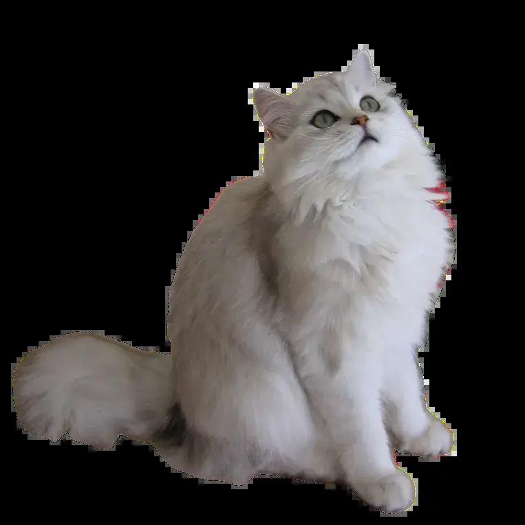 British Longhair photo