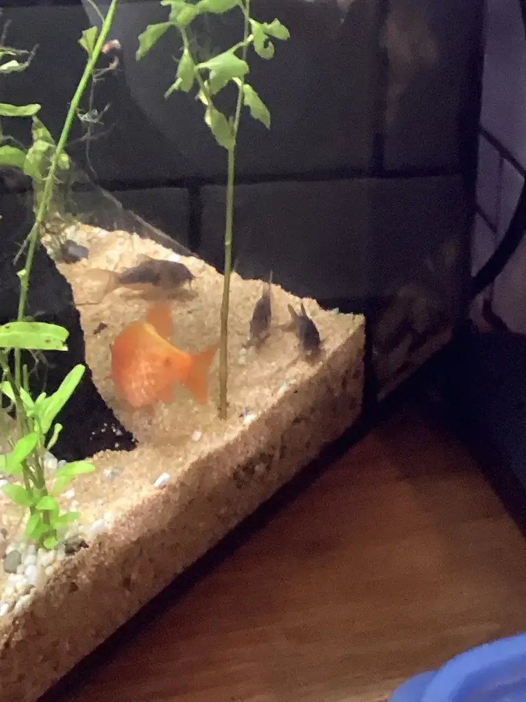 Bronze Corydoras photo