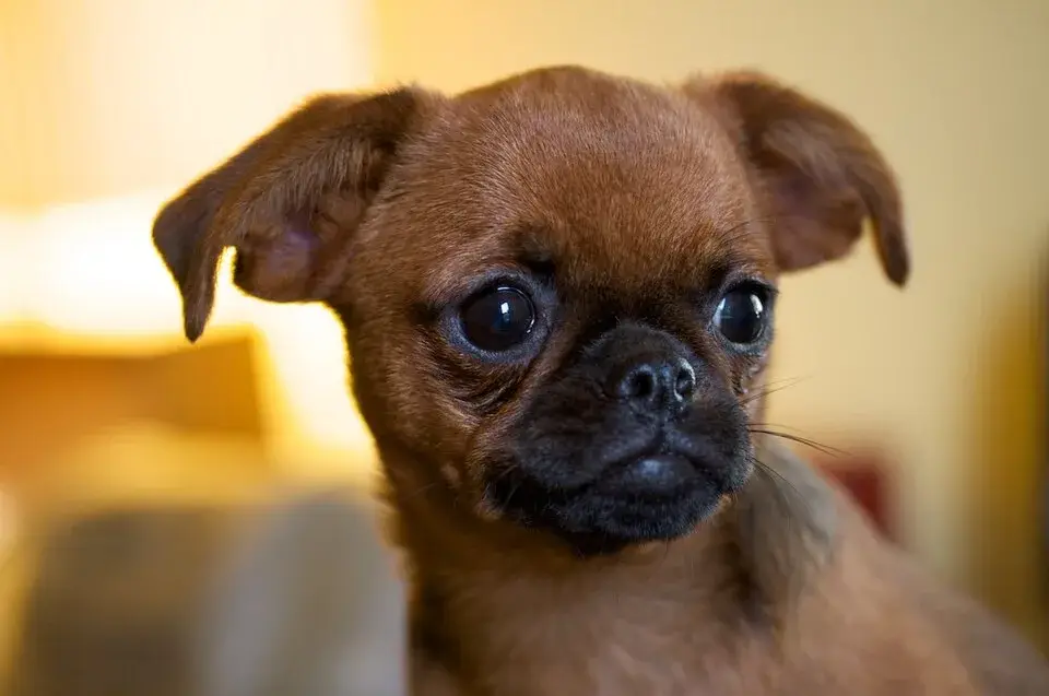 Brussels Griffon photo