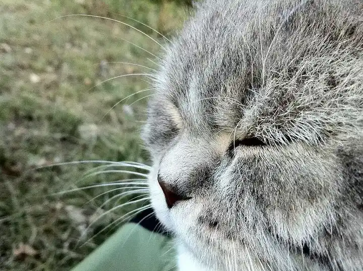 British Shorthair photo