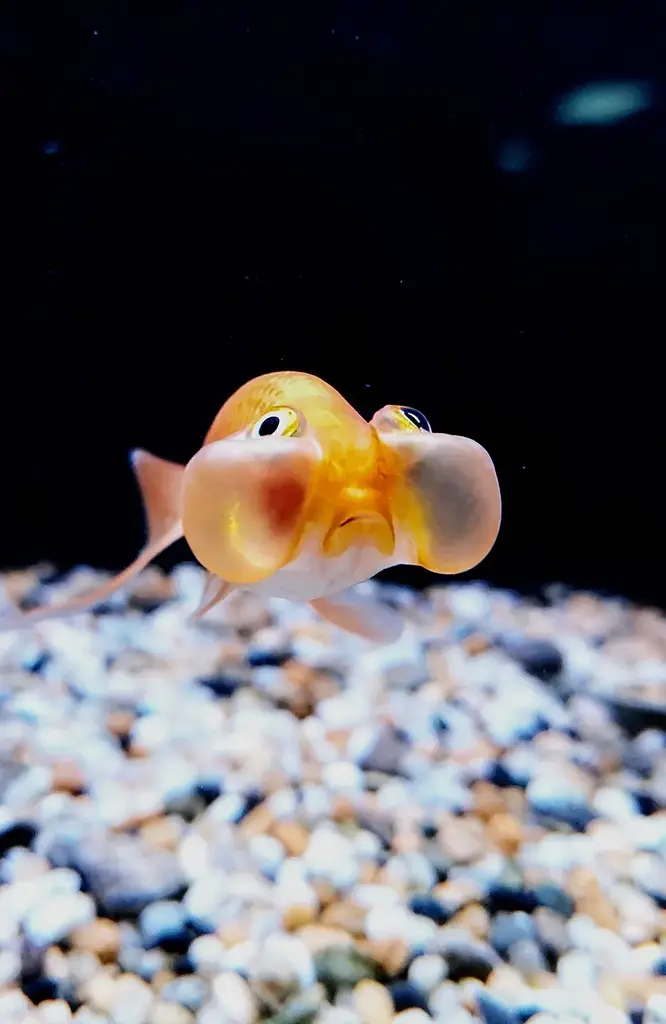 Bubble Eye Goldfish photo