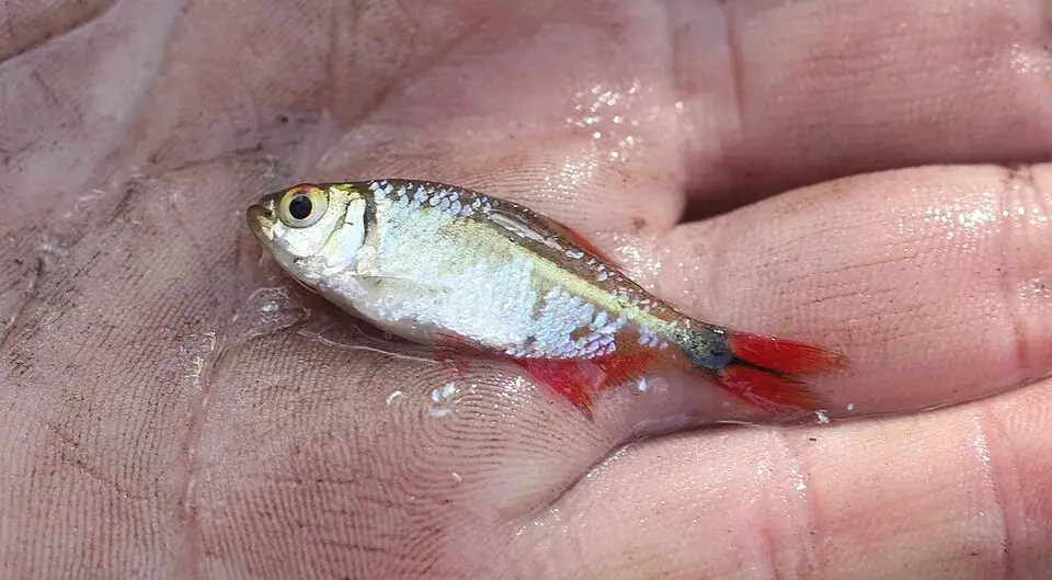 Buenos Aires Tetra photo