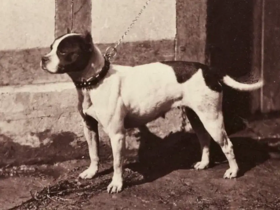 Bull Terrier photo