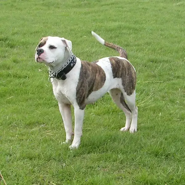 Bulldog photo
