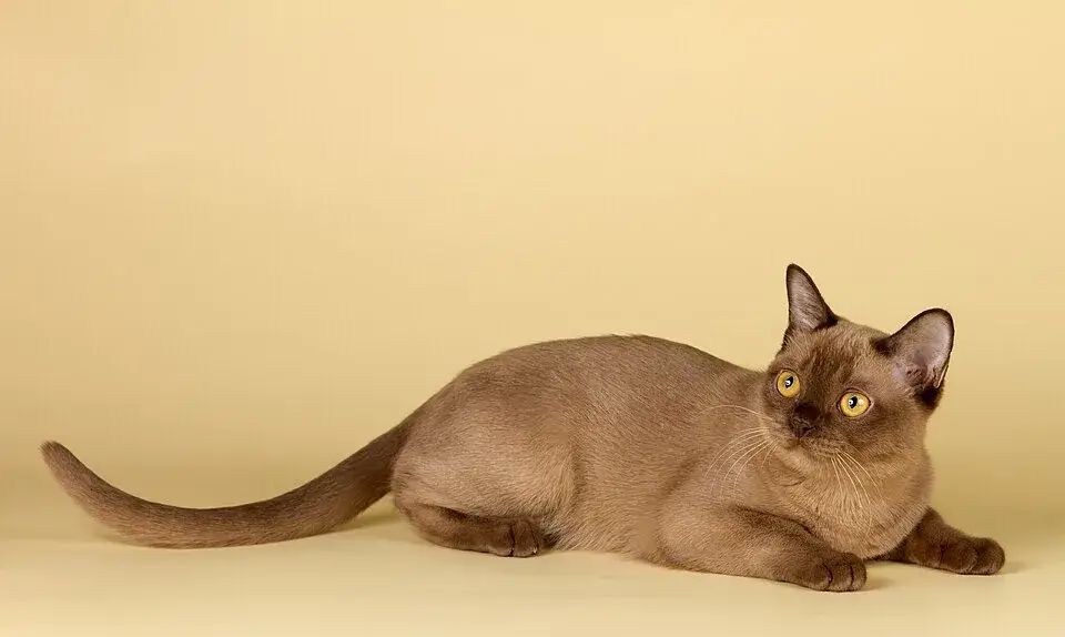 Burmese photo