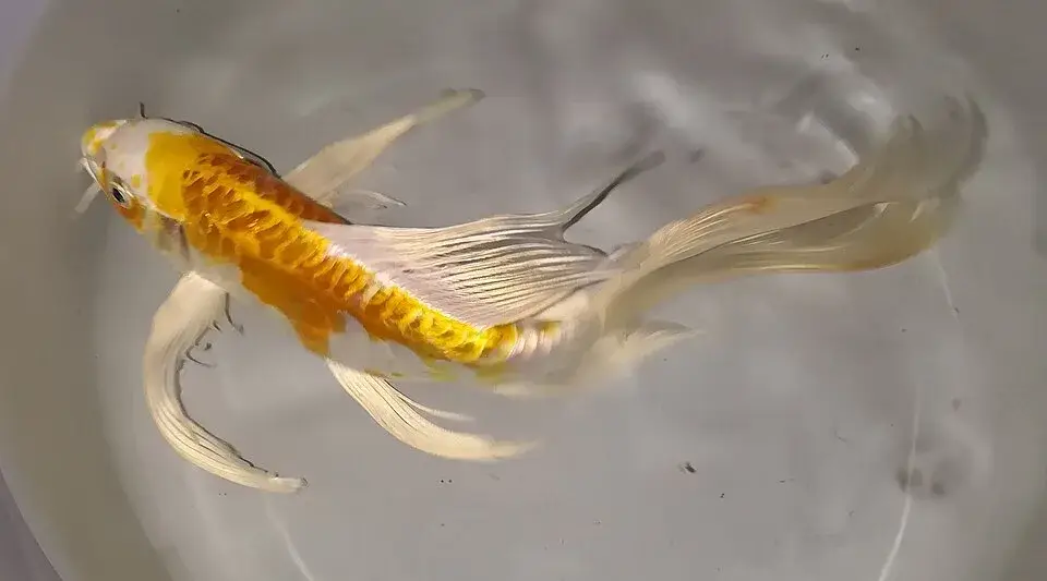 Butterfly Koi photo