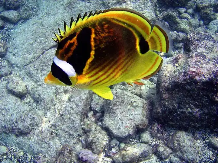 Butterflyfish photo
