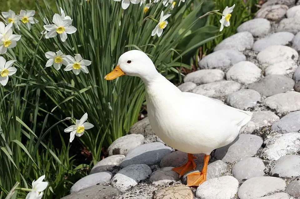 Call Duck photo