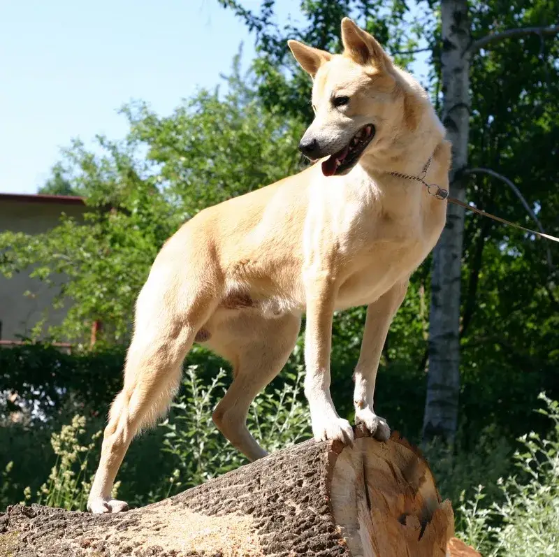 Canaan Dog photo