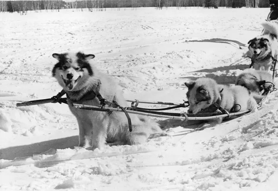 Canadian Eskimo Dog photo