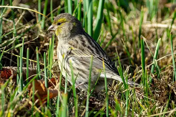 Canary photo