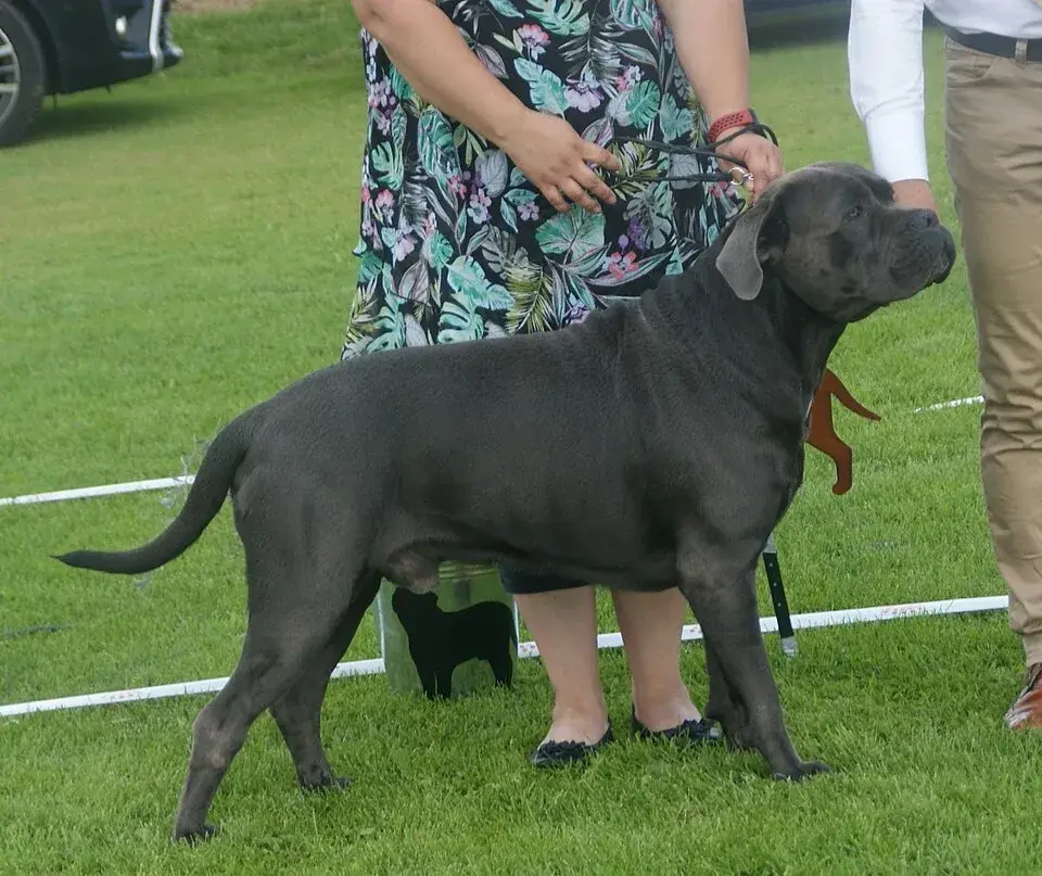 Cane Corso photo