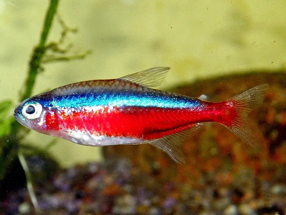 Cardinal Tetra photo