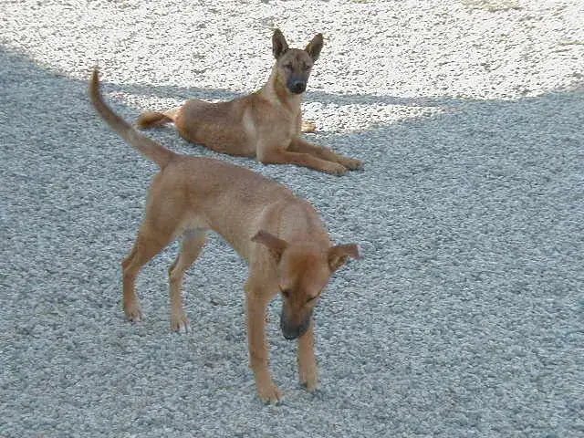 Carolina Dog photo