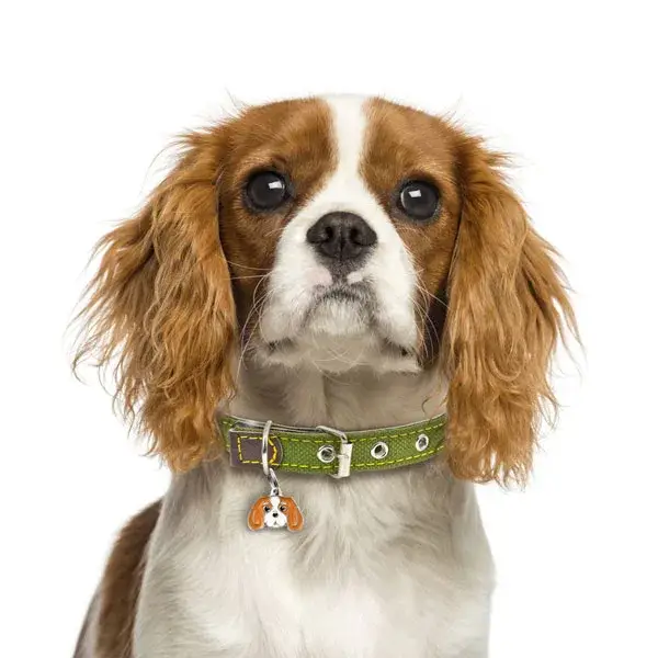 Cavalier King Charles Spaniel photo