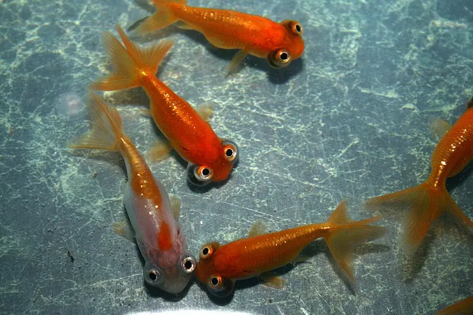 Celestial Eye Goldfish photo