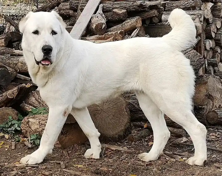 Central Asian Shepherd Dog photo