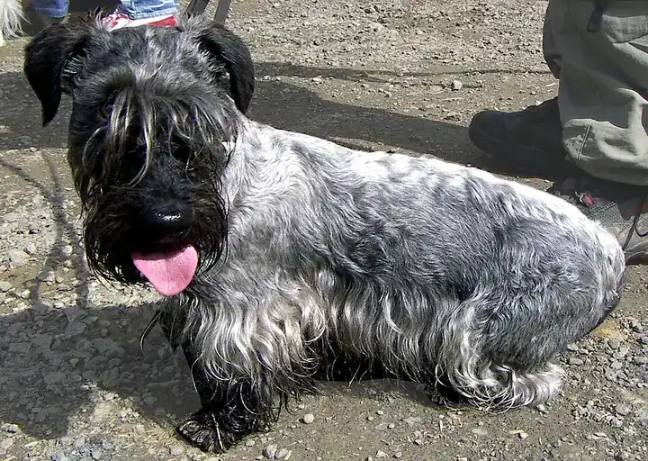 Cesky Terrier photo