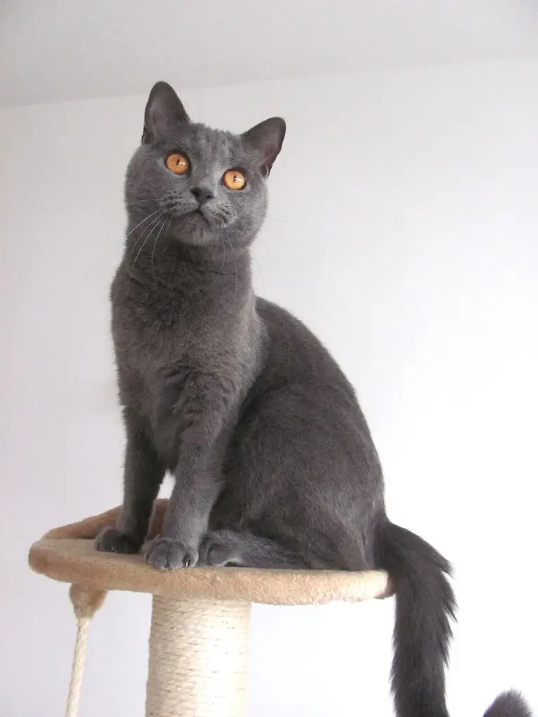 Chartreux photo