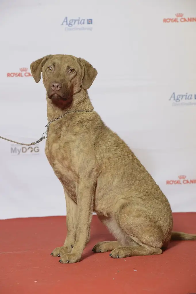 Chesapeake Bay Retriever photo