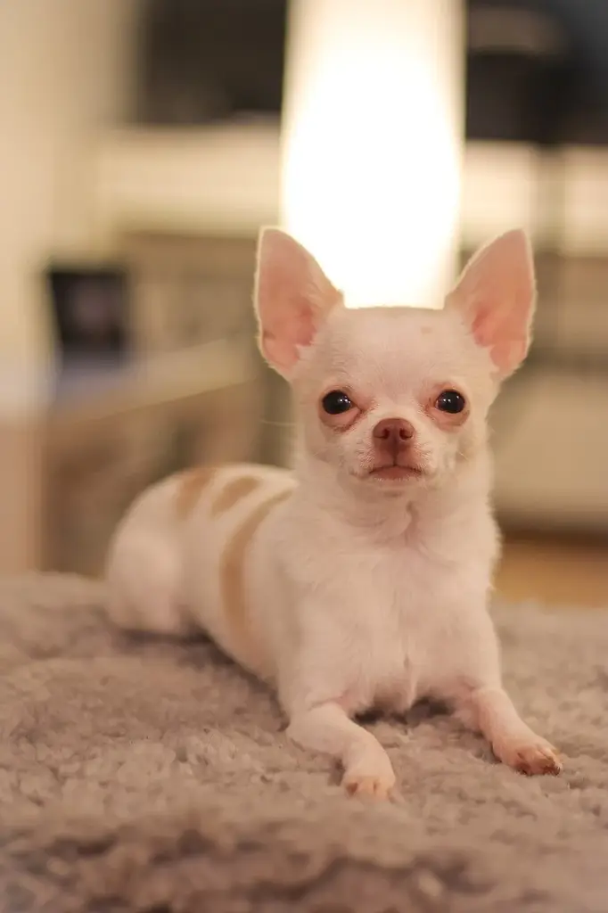 Chihuahua photo