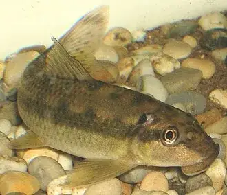 Chinese Algae Eater photo