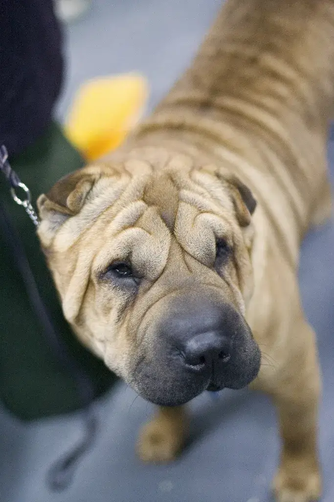Chinese Shar-Pei photo