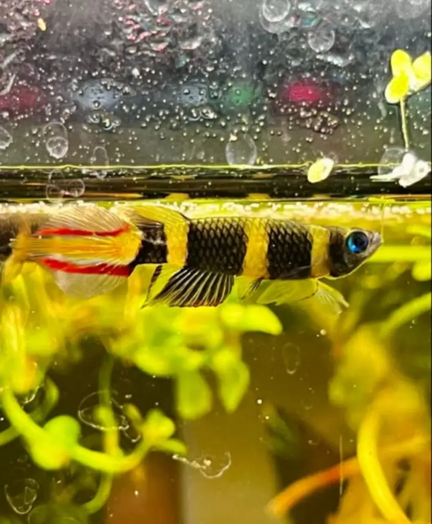 Clown Killifish photo