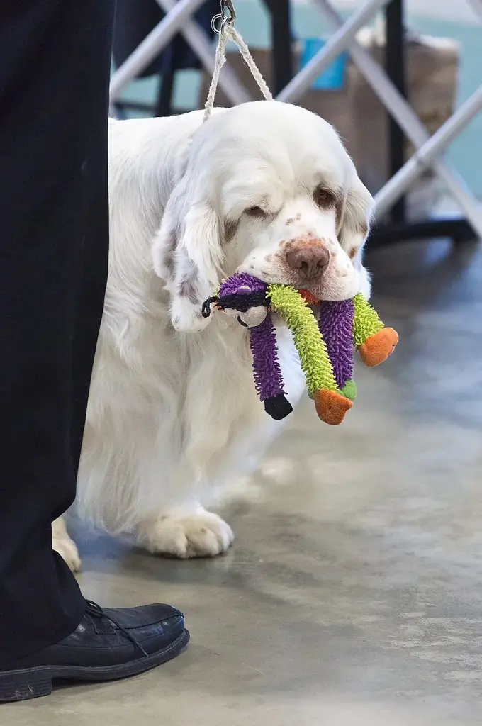 Clumber Spaniel photo