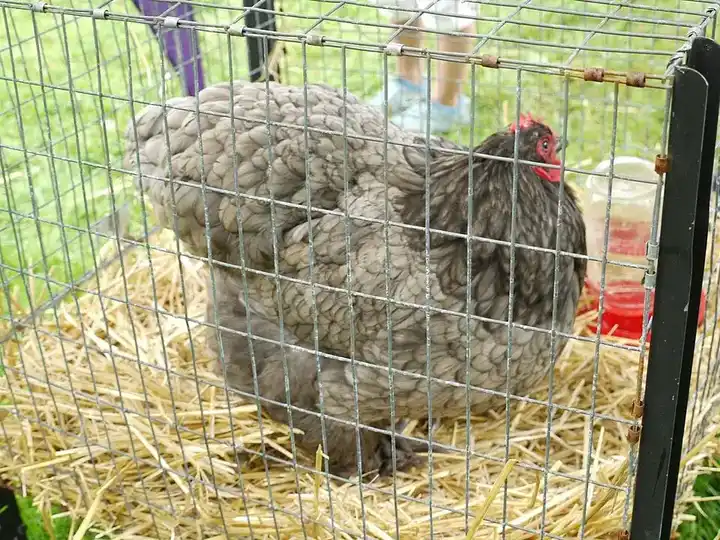 Cochin Chicken photo