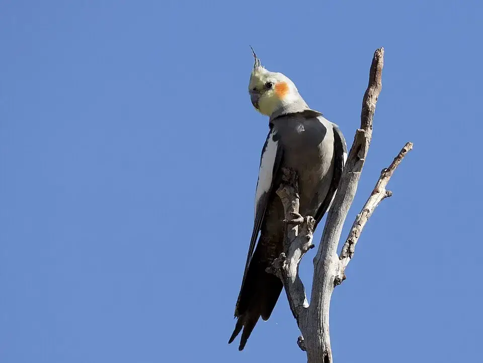 Cockatiel photo