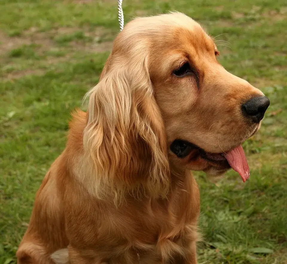 Cocker Spaniel photo