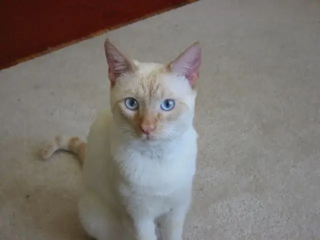 Colorpoint Shorthair photo