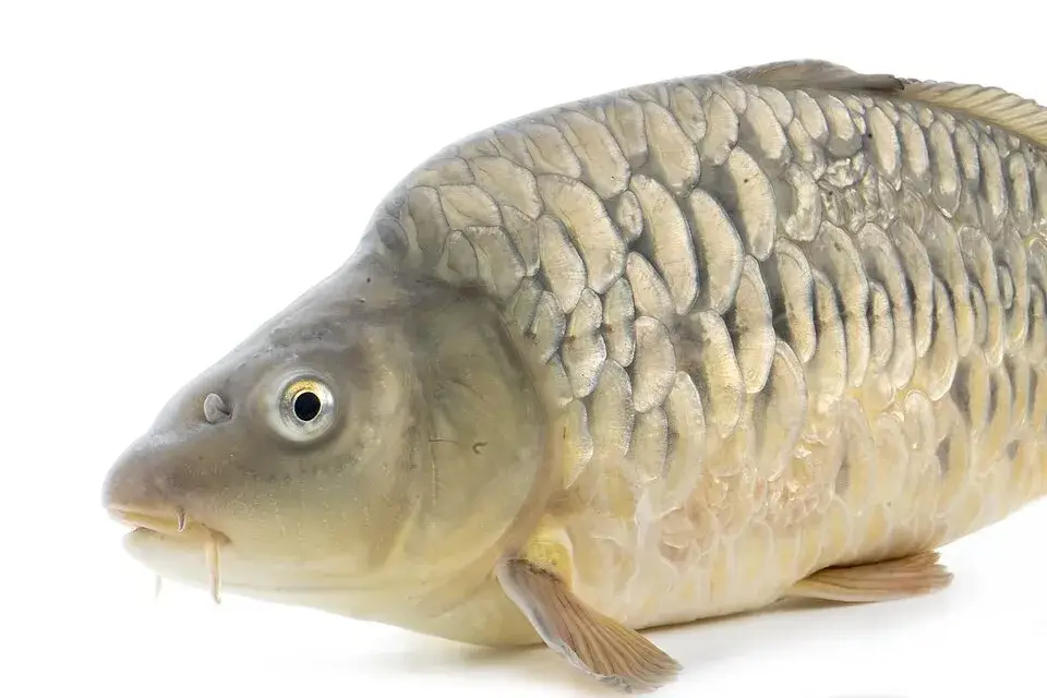Common Carp photo