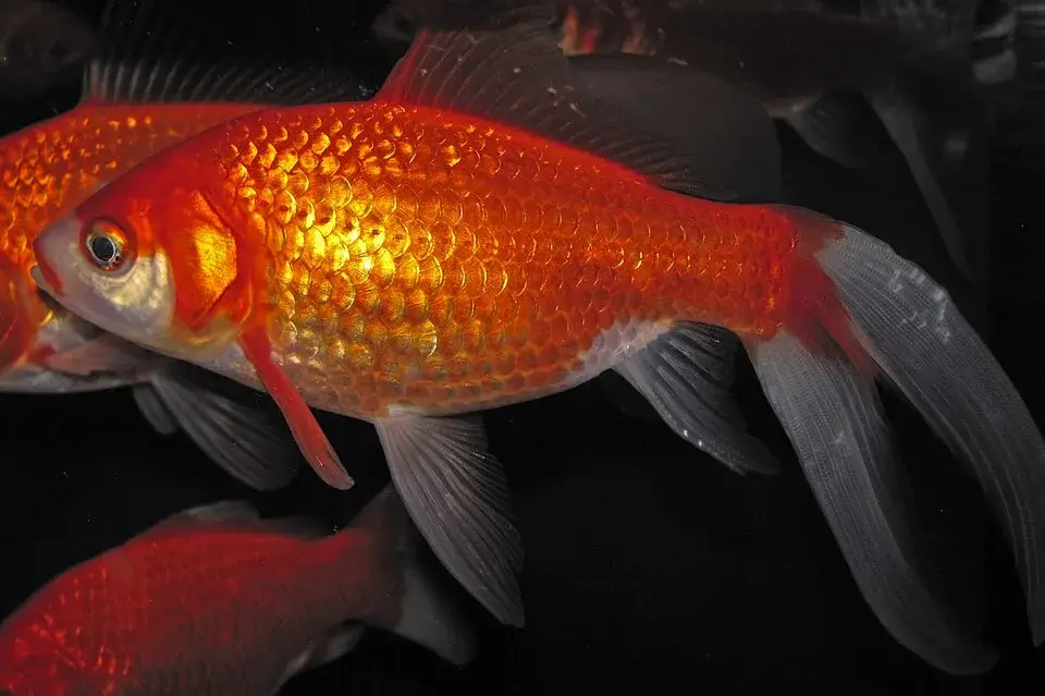 Common Goldfish photo