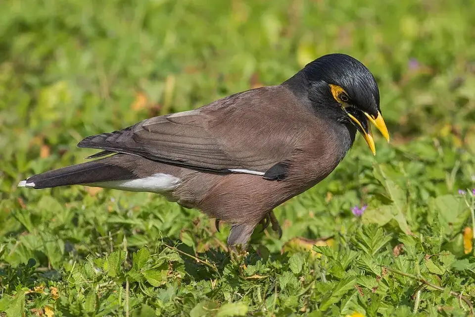 Common Myna photo