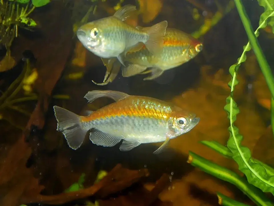 Congo Tetra photo