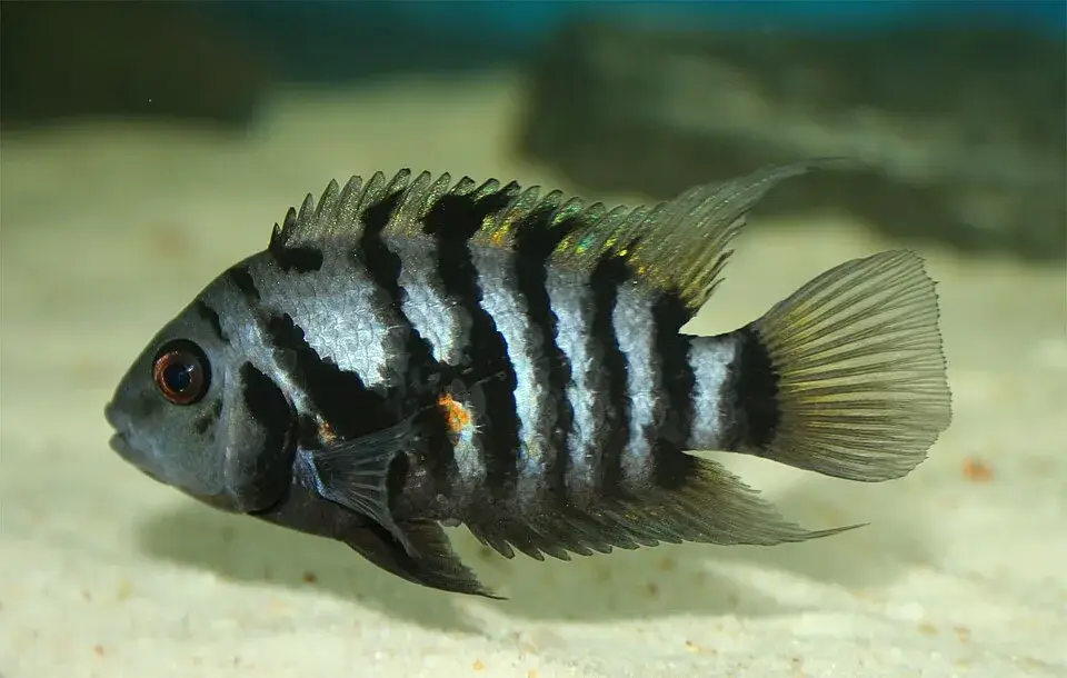 Convict Cichlid photo