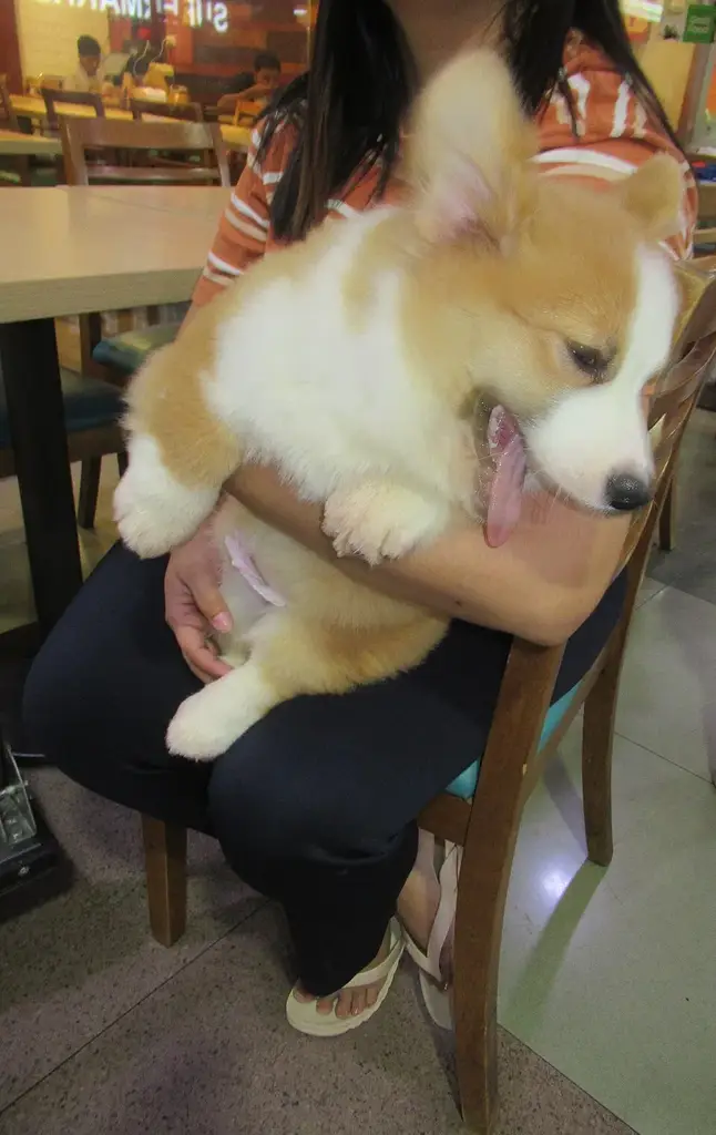 Corgi photo