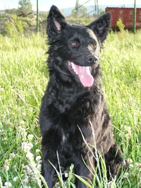 Croatian Sheepdog photo