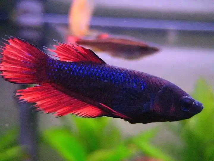 Crowntail Betta photo